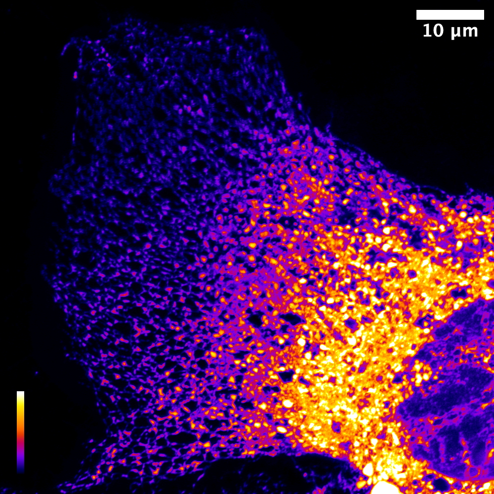 Disease Mechanisms Research
