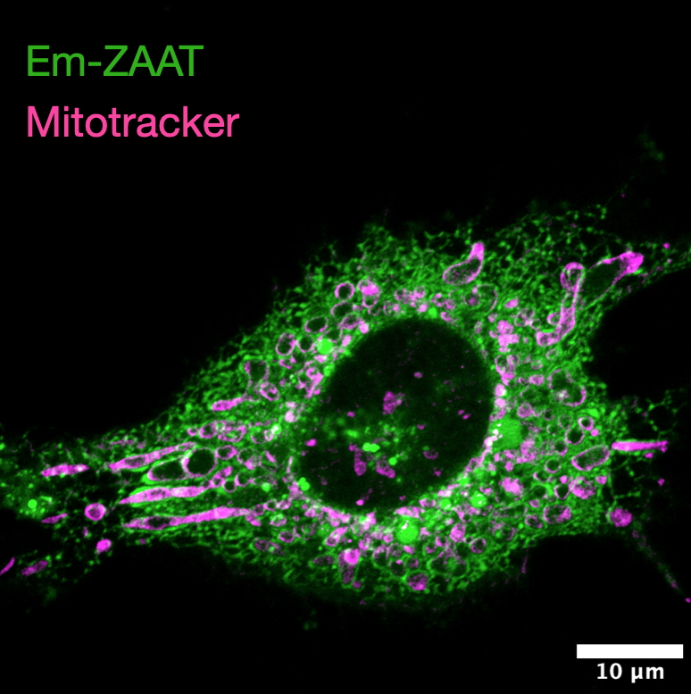 Genetic Factors Research